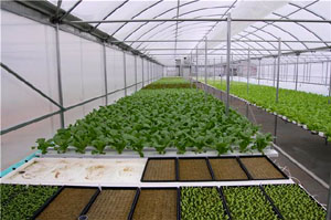 farm together hydroponic greenhouse