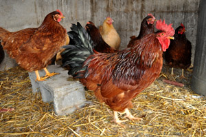chickens : Homegrown on a Hobby Farm